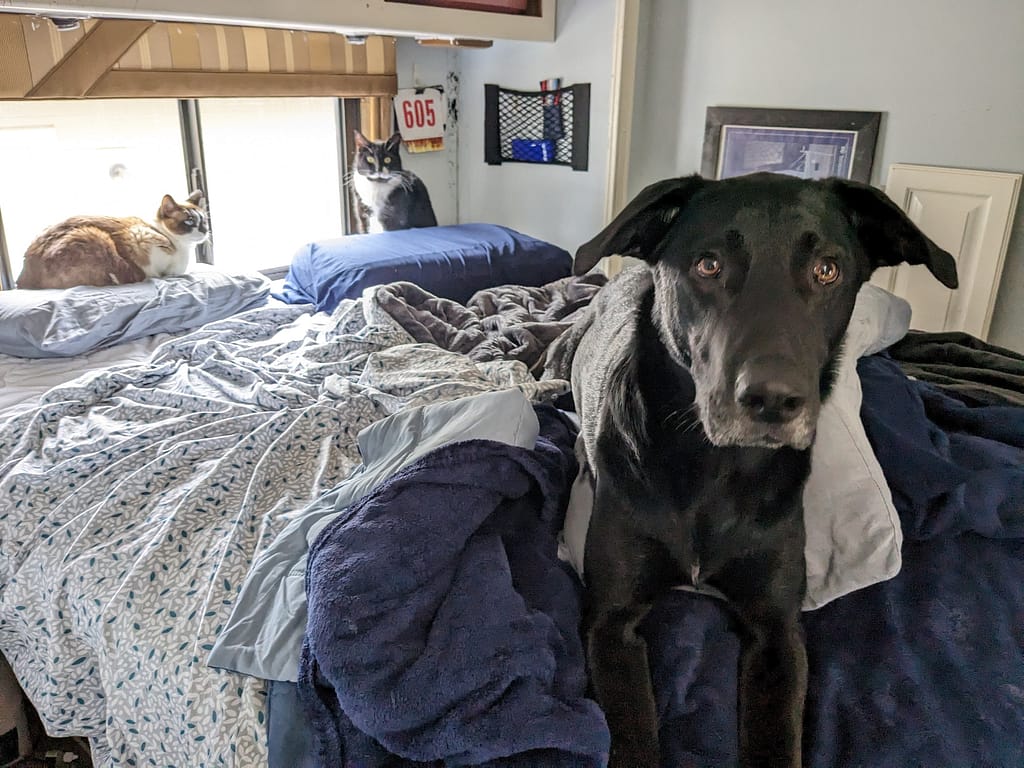 Two cats and a dog on a bed RV living

