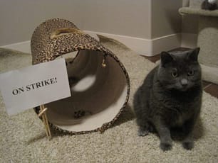 cat-on-strike